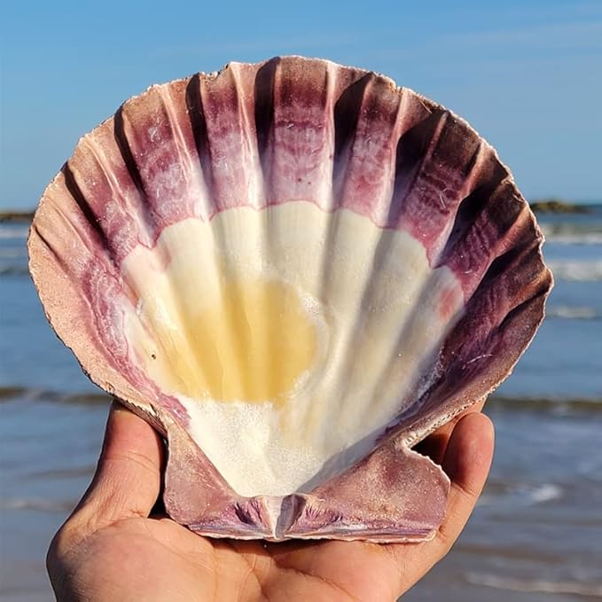 2 PCS Large Great Orange Lions Paw Scallop 5-6" Shells for Baking Smudging Craft Beach Decor. Ocean Beach Seashells Perfect for Home Decoration, Art Craft, Vase Filler Fish Tank