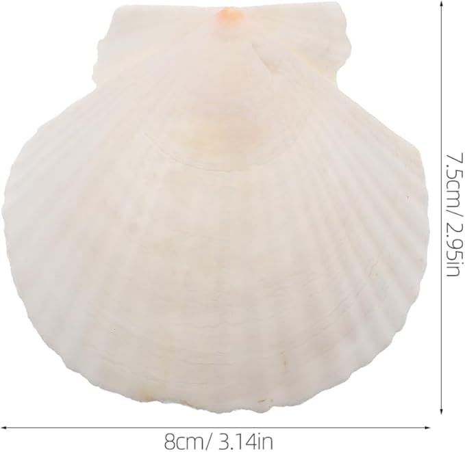 GLEAVI Scallop Shells for Crafts: 21pcs Natural Scallop Shells Bulk 3.14 Inch Sea Shell Decoration for Ocean Themed Parties and Home Decor