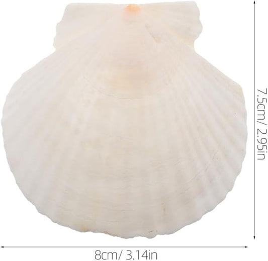 GLEAVI Scallop Shells for Crafts: 21pcs Natural Scallop Shells Bulk 3.14 Inch Sea Shell Decoration for Ocean Themed Parties and Home Decor