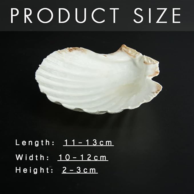 10 PCS 4-5 inch Large Scallop Shells Baking Sea Shells Large Natural White Scallop Shell From Sea Beach For DIY Craft Decor