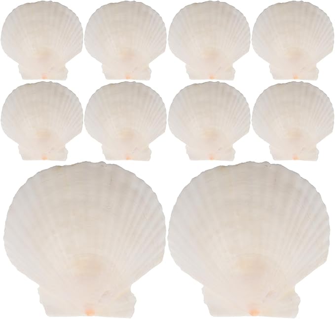 GLEAVI Scallop Shells for Crafts: 21pcs Natural Scallop Shells Bulk 3.14 Inch Sea Shell Decoration for Ocean Themed Parties and Home Decor