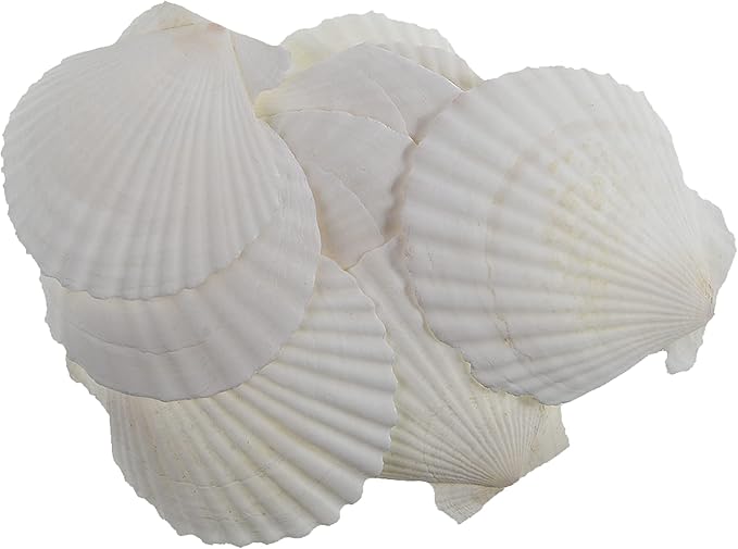 12 Pcs Sea Shells White Large Scallop Shells for Baking Cooking, Big Natural Clam Seashells for DIY Crafts Seashell Beach Decorating for Home Decor(3.5-4inch)