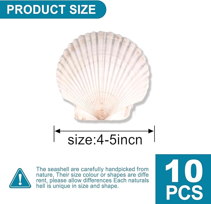 10PCS Scallop Shells for Crafts 4''-5'' Natural White Large Shells Decoration for DIY Craft Painting, Home Decor, Baking and Beach, Wedding Party Decoration
