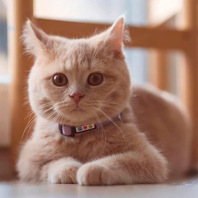 Pawtitas Reflective Pink Cat Collar - Image 2