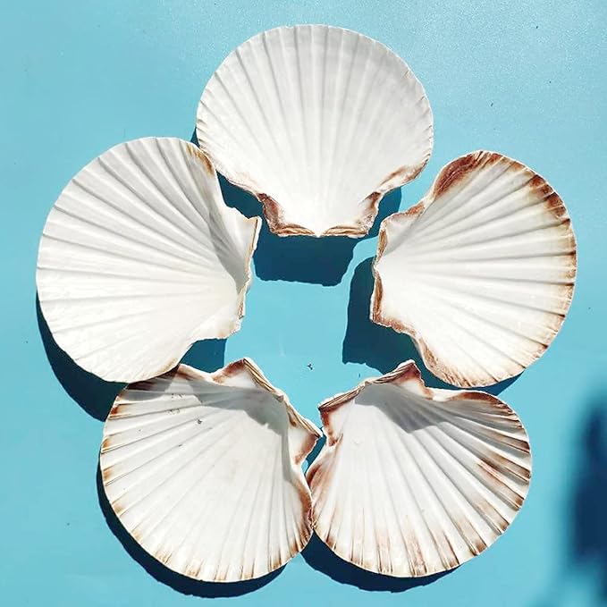 10 PCS 4-5 inch Large Scallop Shells Baking Sea Shells Large Natural White Scallop Shell From Sea Beach For DIY Craft Decor