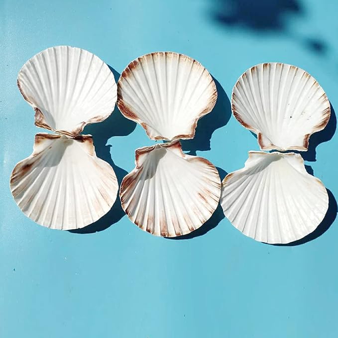 10 PCS 4-5 inch Large Scallop Shells Baking Sea Shells Large Natural White Scallop Shell From Sea Beach For DIY Craft Decor