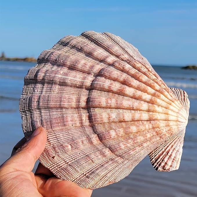 2 PCS Large Great Orange Lions Paw Scallop 5-6" Shells for Baking Smudging Craft Beach Decor. Ocean Beach Seashells Perfect for Home Decoration, Art Craft, Vase Filler Fish Tank
