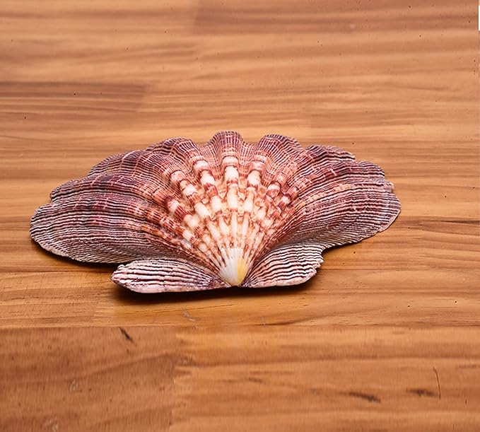 2 PCS Large Great Orange Lions Paw Scallop 5-6" Shells for Baking Smudging Craft Beach Decor. Ocean Beach Seashells Perfect for Home Decoration, Art Craft, Vase Filler Fish Tank