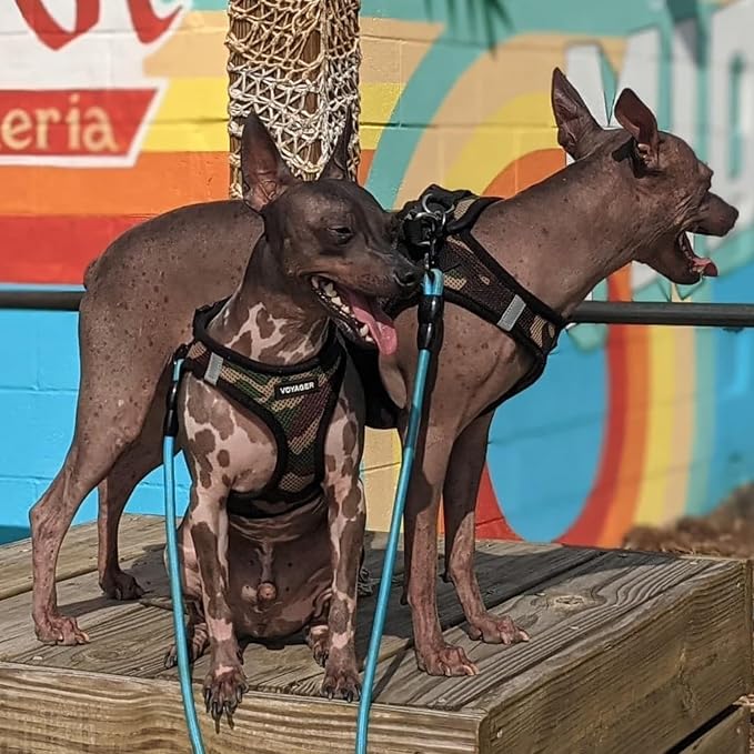 Best Pet Supplies Voyager Step-in Air Harness - Image 7