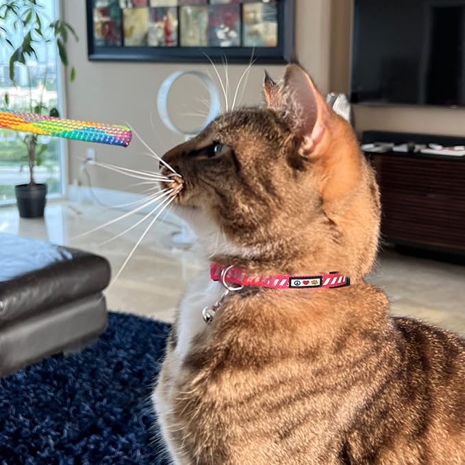 Pawtitas Personalized Teal Reflective Cat Collar – Adjustable Custom Collar - Image 9