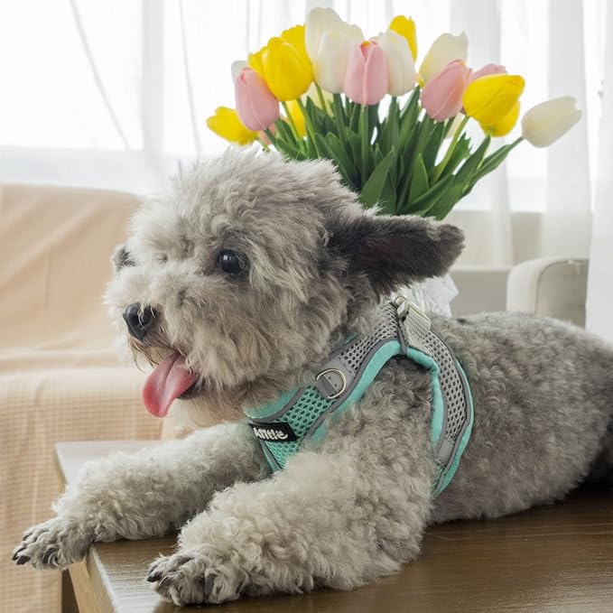 AIITLE Easy Walk Dog Harness and Leash Set - Image 5