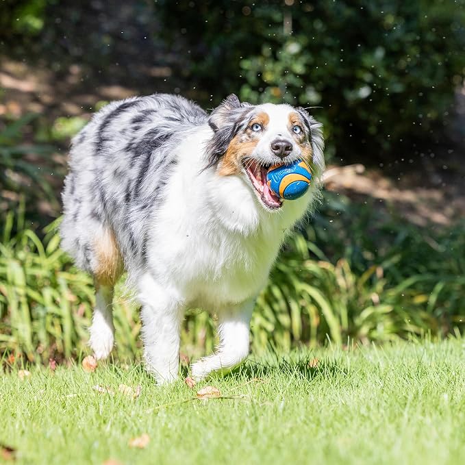 Chuckit! Ultra & Squeaker Ball Dog Toy - Image 4