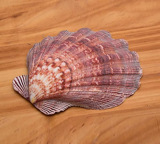 2 PCS Large Great Orange Lions Paw Scallop 5-6" Shells for Baking Smudging Craft Beach Decor. Ocean Beach Seashells Perfect for Home Decoration, Art Craft, Vase Filler Fish Tank