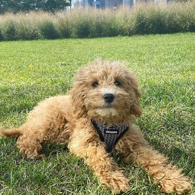 Best Pet Supplies - Image 7