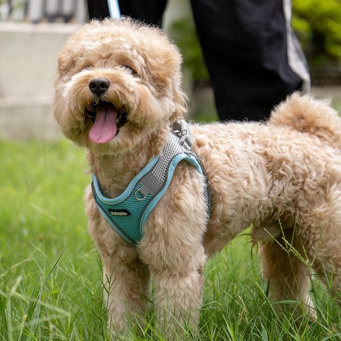 AIITLE No Pull Dog Harness and Leash Set, Step in Adjustable Dog Harness - Image 6